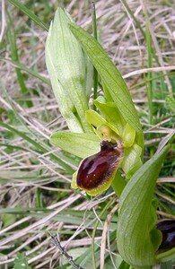 Ophrys araneola sensu auct. plur. (Orchidaceae)  - Ophrys litigieux Marne [France] 03/04/2004 - 170m