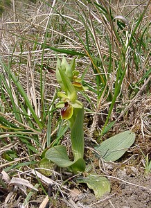 Ophrys araneola sensu auct. plur. (Orchidaceae)  - Ophrys litigieux Marne [France] 03/04/2004 - 170m