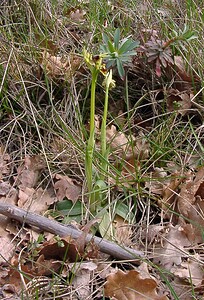 Ophrys araneola sensu auct. plur. (Orchidaceae)  - Ophrys litigieux Herault [France] 20/04/2004 - 400m