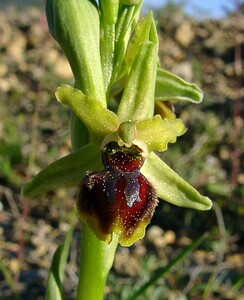 Ophrys araneola sensu auct. plur. (Orchidaceae)  - Ophrys litigieux Aude [France] 24/04/2004 - 410m