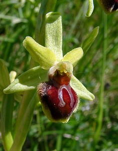 Ophrys araneola sensu auct. plur. (Orchidaceae)  - Ophrys litigieux Aude [France] 25/04/2004 - 160m