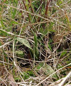 Ophrys fuciflora (Orchidaceae)  - Ophrys bourdon, Ophrys frelon - Late Spider-orchid Aisne [France] 30/04/2004 - 120m