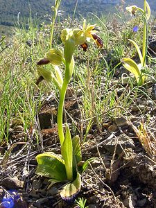 Ophrys fusca (Orchidaceae)  - Ophrys brun Aude [France] 24/04/2004 - 320m