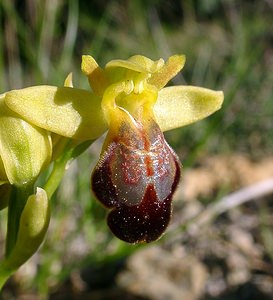 Ophrys fusca (Orchidaceae)  - Ophrys brun Aude [France] 24/04/2004 - 320m