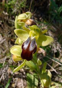 Ophrys fusca (Orchidaceae)  - Ophrys brun Aude [France] 25/04/2004 - 160m