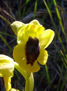 Ophrys lutea (Orchidaceae)  - Ophrys jaune Aude [France] 24/04/2004 - 320m