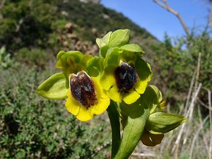 Ophrys lutea (Orchidaceae)  - Ophrys jaune Aude [France] 24/04/2004 - 480m