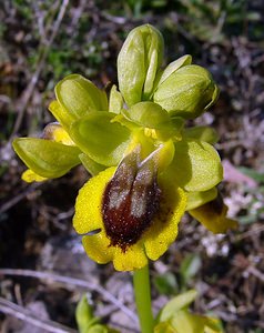 Ophrys lutea (Orchidaceae)  - Ophrys jaune Aude [France] 25/04/2004 - 380m