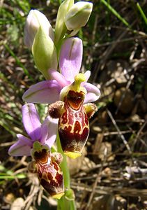 Ophrys scolopax (Orchidaceae)  - Ophrys bécasse Aude [France] 25/04/2004 - 160m