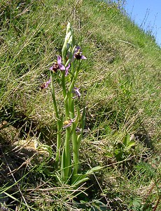 Ophrys scolopax (Orchidaceae)  - Ophrys bécasse Aude [France] 25/04/2004 - 160m