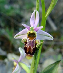 Ophrys scolopax (Orchidaceae)  - Ophrys bécasse Aude [France] 25/04/2004 - 380m