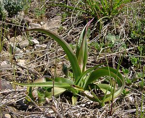 Orchis anthropophora (Orchidaceae)  - Acéras homme-pendu - Man Orchid Aude [France] 25/04/2004 - 400m