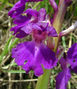 Orchis mascula (Orchidaceae)  - Orchis mâle - Early-purple Orchid Herault [France] 20/04/2004 - 510m