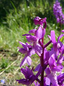 Orchis mascula (Orchidaceae)  - Orchis mâle - Early-purple Orchid Aude [France] 24/04/2004 - 480m