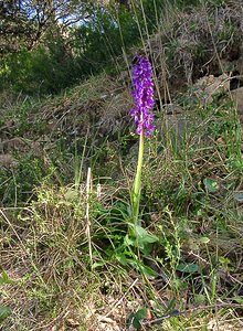 Orchis mascula (Orchidaceae)  - Orchis mâle - Early-purple Orchid Herault [France] 26/04/2004 - 430m