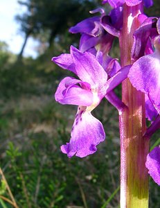 Orchis mascula (Orchidaceae)  - Orchis mâle - Early-purple Orchid Herault [France] 26/04/2004 - 430m