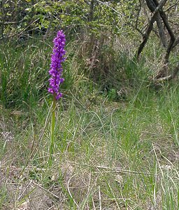 Orchis mascula (Orchidaceae)  - Orchis mâle - Early-purple Orchid Gard [France] 27/04/2004 - 470m