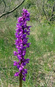 Orchis mascula (Orchidaceae)  - Orchis mâle - Early-purple Orchid Gard [France] 27/04/2004 - 470m