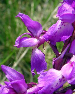 Orchis mascula (Orchidaceae)  - Orchis mâle - Early-purple Orchid Gard [France] 27/04/2004 - 470m