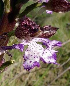 Orchis purpurea (Orchidaceae)  - Orchis pourpre, Grivollée, Orchis casque, Orchis brun - Lady Orchid Aude [France] 24/04/2004 - 320m