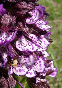 Orchis purpurea (Orchidaceae)  - Orchis pourpre, Grivollée, Orchis casque, Orchis brun - Lady Orchid Gard [France] 27/04/2004 - 470m