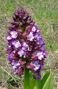 Orchis purpurea (Orchidaceae)  - Orchis pourpre, Grivollée, Orchis casque, Orchis brun - Lady Orchid Gard [France] 27/04/2004 - 470m