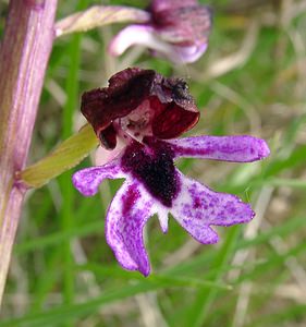 Orchis purpurea (Orchidaceae)  - Orchis pourpre, Grivollée, Orchis casque, Orchis brun - Lady Orchid Gard [France] 28/04/2004 - 260m