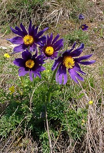 Pulsatilla vulgaris (Ranunculaceae)  - Pulsatille commune, Anémone pulsatille - Pasqueflower Oise [France] 12/04/2004 - 110msujets ? p?tales anormaux: les p?tales sont au nombre de 6, mais ici ils sont d?coup?s