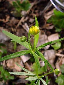 Ranunculus auricomus (Ranunculaceae)  - Renoncule tête-d'or, Renoncule à tête d'or - Goldilocks Buttercup Oise [France] 12/04/2004 - 90m