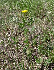 Ranunculus bulbosus (Ranunculaceae)  - Renoncule bulbeuse, Bouton-d'or bulbeux - Bulbous Buttercup Gard [France] 27/04/2004 - 470m