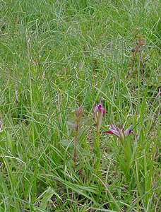 Serapias lingua (Orchidaceae)  - Sérapias langue, Sérapias à languette - Tongue-orchid Gard [France] 28/04/2004 - 570m