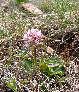 Valeriana tuberosa (Caprifoliaceae)  - Valériane tubéreuse Herault [France] 20/04/2004 - 510m