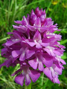 Anacamptis pyramidalis (Orchidaceae)  - Orchis pyramidal - Pyramidal Orchid Seine-Maritime [France] 22/05/2004 - 90m