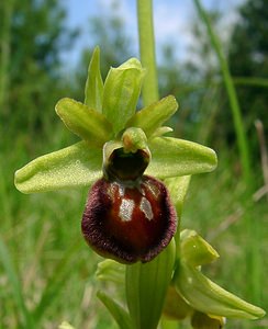 Ophrys aranifera (Orchidaceae)  - Ophrys araignée, Oiseau-coquet - Early Spider-orchid Aisne [France] 15/05/2004 - 140m