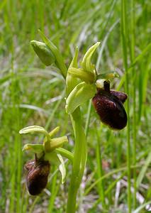 Ophrys aranifera (Orchidaceae)  - Ophrys araignée, Oiseau-coquet - Early Spider-orchid Aisne [France] 15/05/2004 - 140m