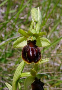 Ophrys aranifera (Orchidaceae)  - Ophrys araignée, Oiseau-coquet - Early Spider-orchid Aisne [France] 15/05/2004 - 140m