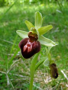 Ophrys aranifera (Orchidaceae)  - Ophrys araignée, Oiseau-coquet - Early Spider-orchid Aisne [France] 15/05/2004 - 140m