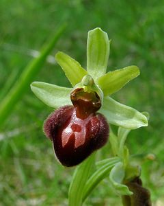 Ophrys aranifera (Orchidaceae)  - Ophrys araignée, Oiseau-coquet - Early Spider-orchid Aisne [France] 15/05/2004 - 140m