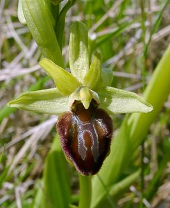 Ophrys aranifera (Orchidaceae)  - Ophrys araignée, Oiseau-coquet - Early Spider-orchid Aisne [France] 16/05/2004 - 120m