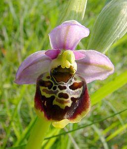 Ophrys fuciflora (Orchidaceae)  - Ophrys bourdon, Ophrys frelon - Late Spider-orchid Aisne [France] 15/05/2004 - 190m