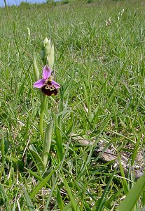 Ophrys fuciflora (Orchidaceae)  - Ophrys bourdon, Ophrys frelon - Late Spider-orchid Aisne [France] 15/05/2004 - 190m