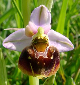 Ophrys fuciflora (Orchidaceae)  - Ophrys bourdon, Ophrys frelon - Late Spider-orchid Aisne [France] 15/05/2004 - 190m