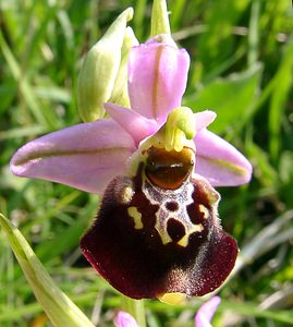 Ophrys fuciflora (Orchidaceae)  - Ophrys bourdon, Ophrys frelon - Late Spider-orchid Aisne [France] 15/05/2004 - 190m