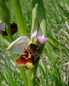 Ophrys fuciflora (Orchidaceae)  - Ophrys bourdon, Ophrys frelon - Late Spider-orchid Aisne [France] 15/05/2004 - 190m