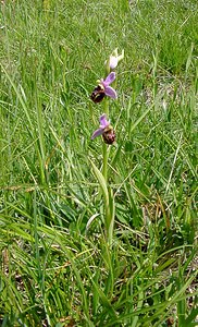 Ophrys fuciflora (Orchidaceae)  - Ophrys bourdon, Ophrys frelon - Late Spider-orchid Aisne [France] 15/05/2004 - 190m