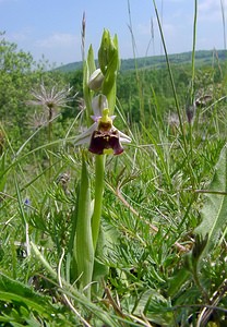 Ophrys fuciflora (Orchidaceae)  - Ophrys bourdon, Ophrys frelon - Late Spider-orchid Aisne [France] 16/05/2004 - 130m