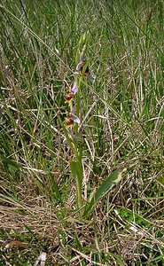 Ophrys fuciflora (Orchidaceae)  - Ophrys bourdon, Ophrys frelon - Late Spider-orchid Aisne [France] 16/05/2004 - 130m