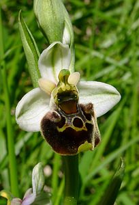 Ophrys fuciflora (Orchidaceae)  - Ophrys bourdon, Ophrys frelon - Late Spider-orchid Aisne [France] 16/05/2004 - 150m