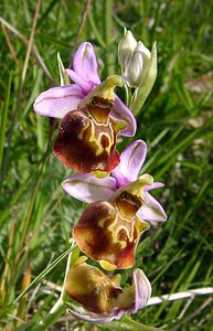 Ophrys fuciflora (Orchidaceae)  - Ophrys bourdon, Ophrys frelon - Late Spider-orchid Aisne [France] 29/05/2004 - 120m