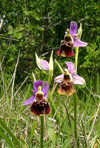 Ophrys fuciflora (Orchidaceae)  - Ophrys bourdon, Ophrys frelon - Late Spider-orchid Aisne [France] 29/05/2004 - 120m